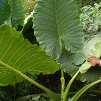 Alocasia macrorrhizos (L.) G.Don